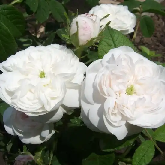 Trandafiri Centifolia (Provence) - Trandafiri - Madame Hardy - 